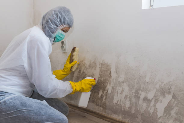 Best HVAC Mold Remediation in Tahoe Vista, CA