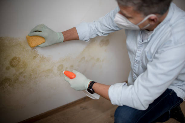 Best Localized Mold Remediation (e.g., coastal areas, humid climates) in Tahoe Vista, CA