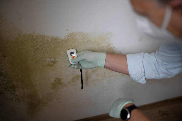 Best Residential Mold Remediation in Tahoe Vista, CA